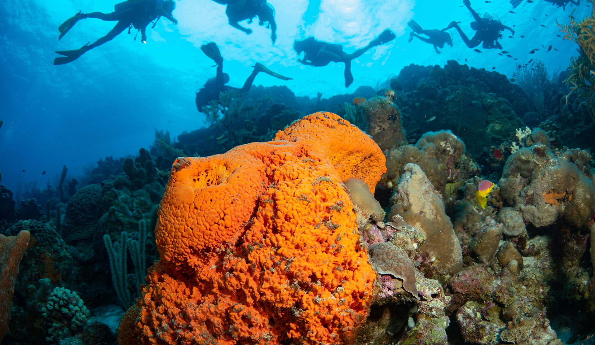 coral divers
